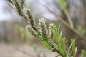 salix alba (1) (1200 x 800).jpg_product_product